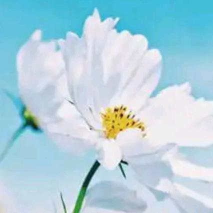 橄榄花