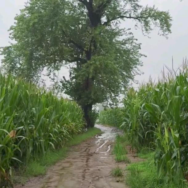 一缕阳光