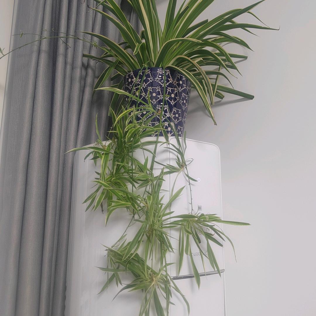 硕硕