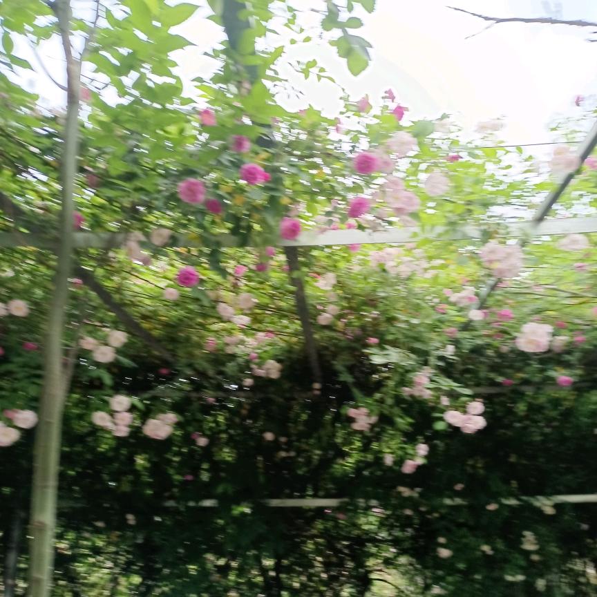 肖姐