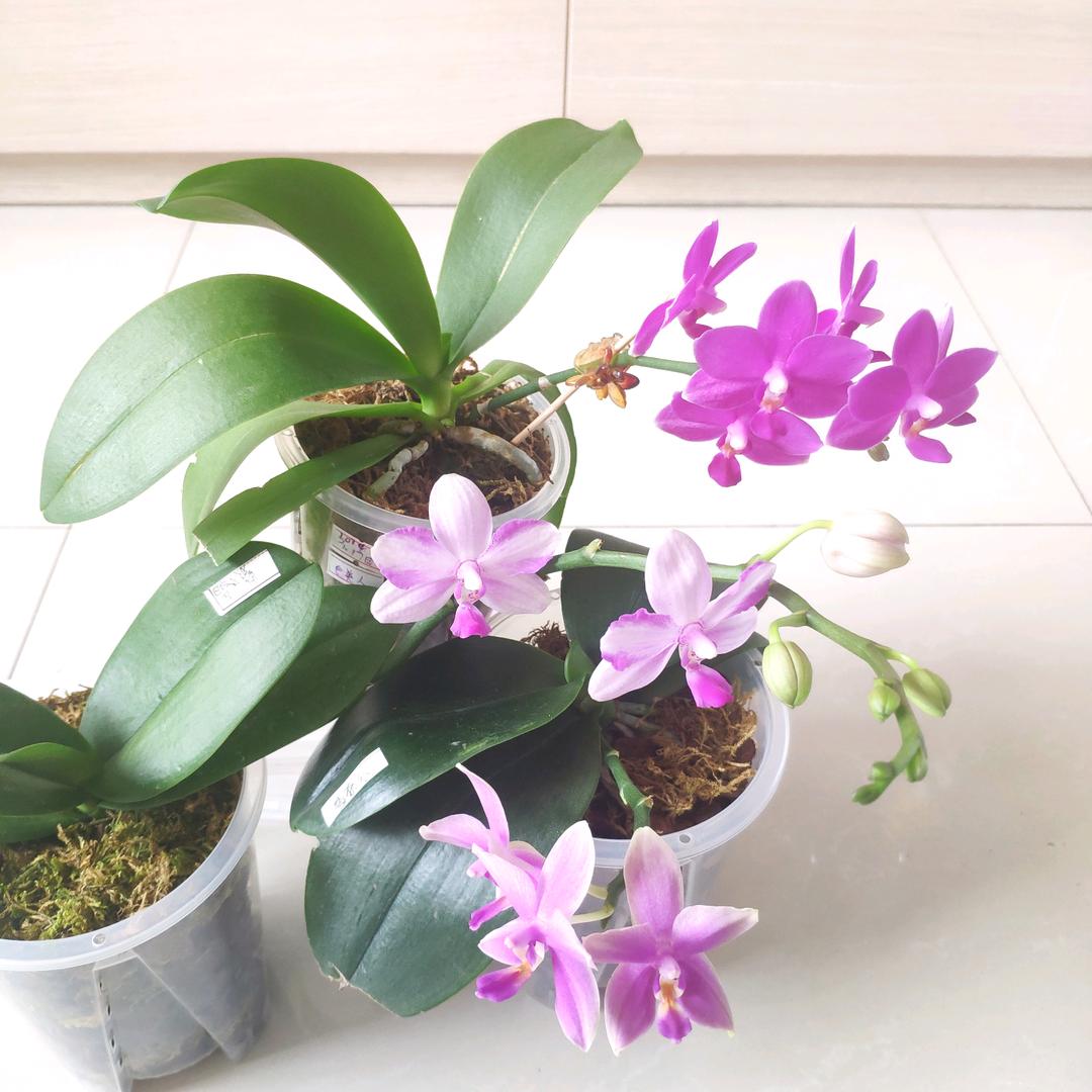 鑫鑫向荣