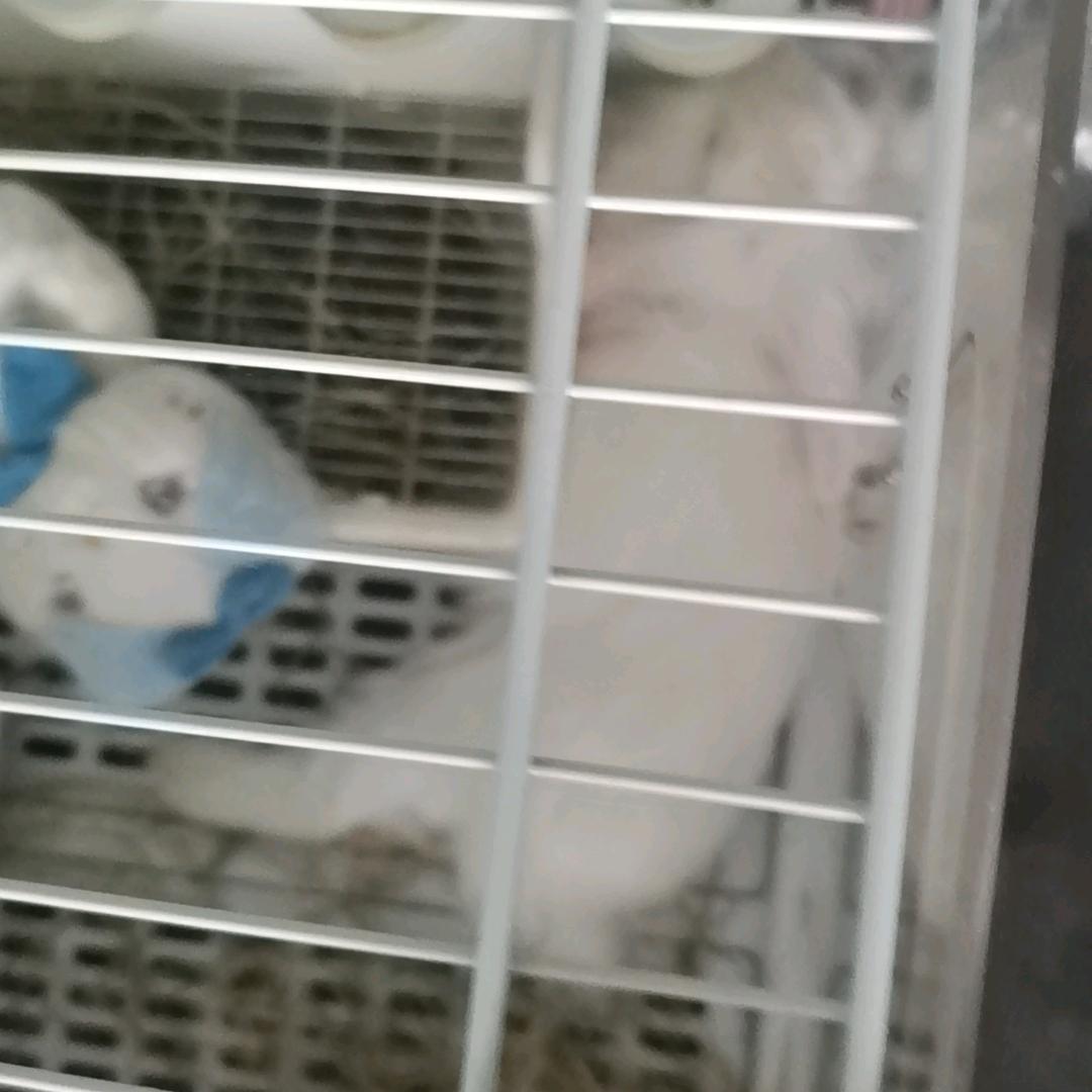 狸子窝的大狸子