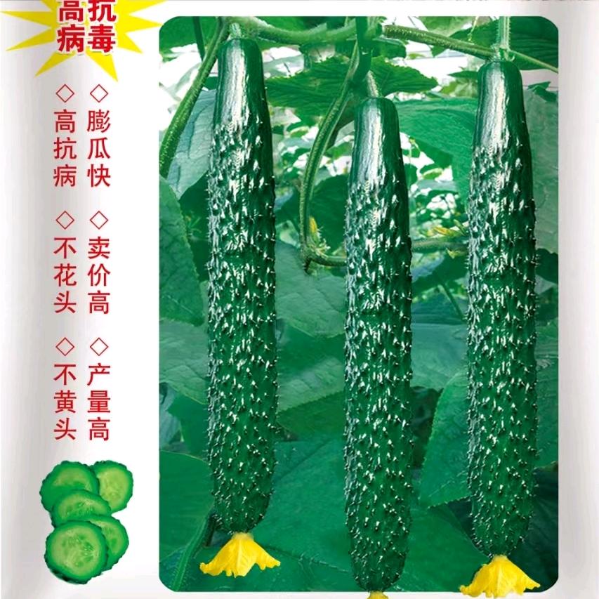 瓜果蔬菜增产高产