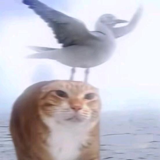 小咪青浦租房