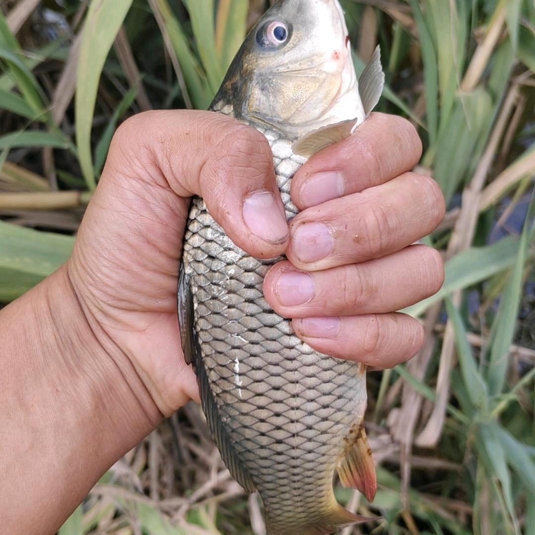 彭山骚鱼竿