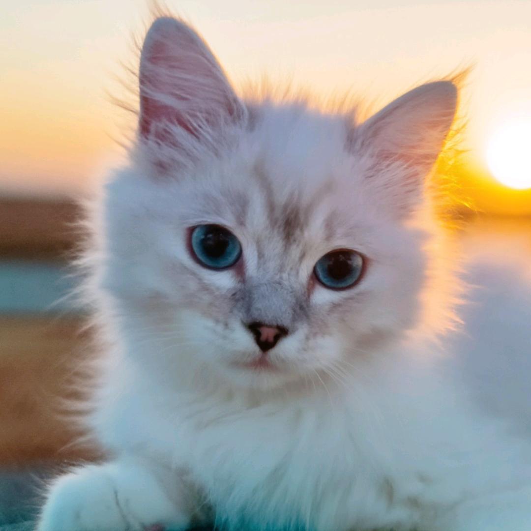 家有招财猫🐱