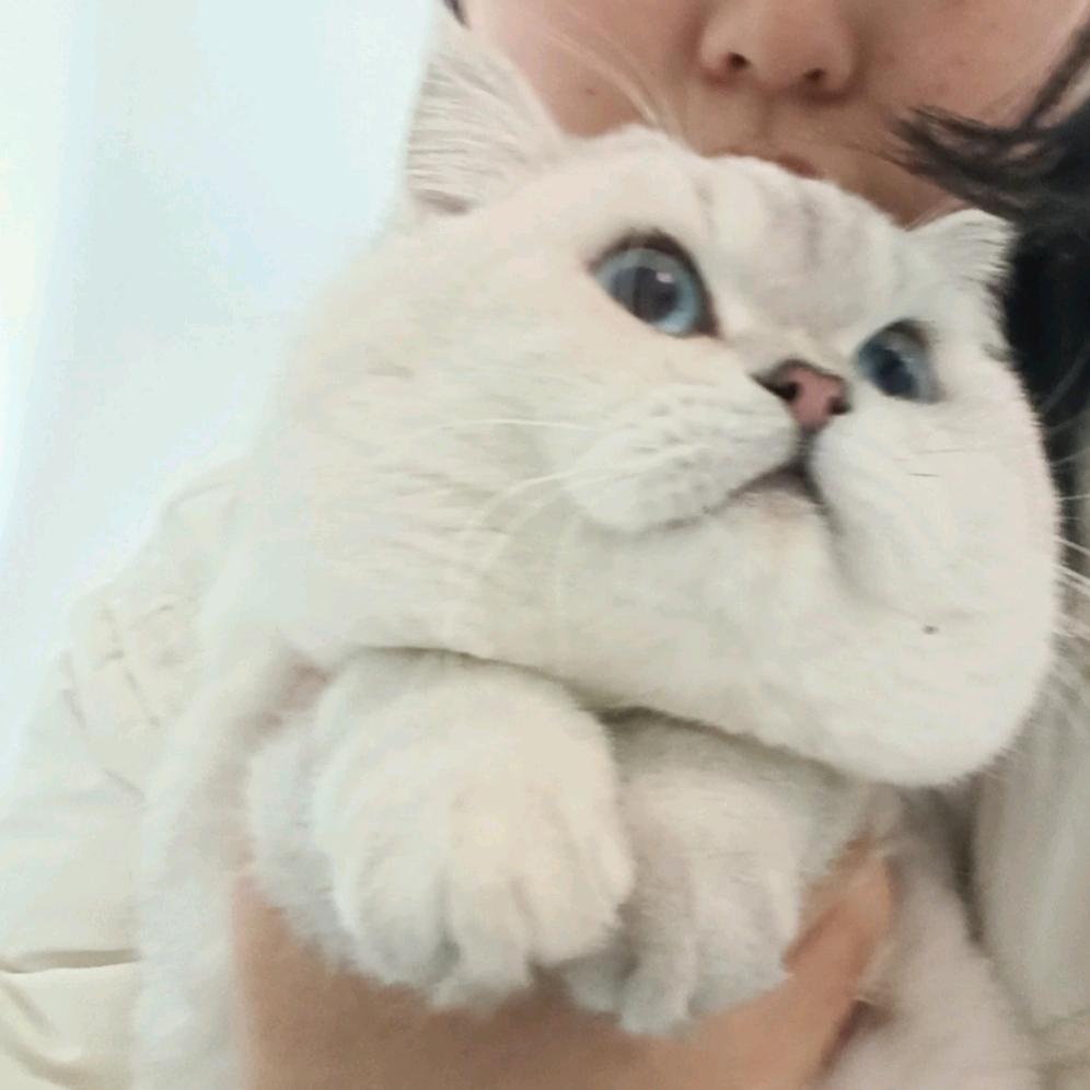 甜甜的猫