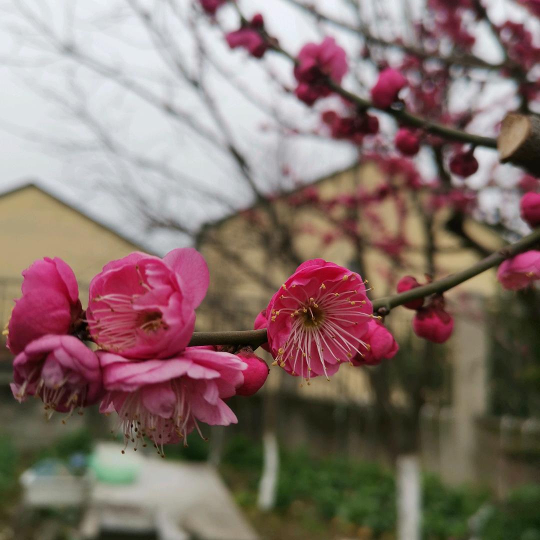 空谷幽兰&🇨🇳