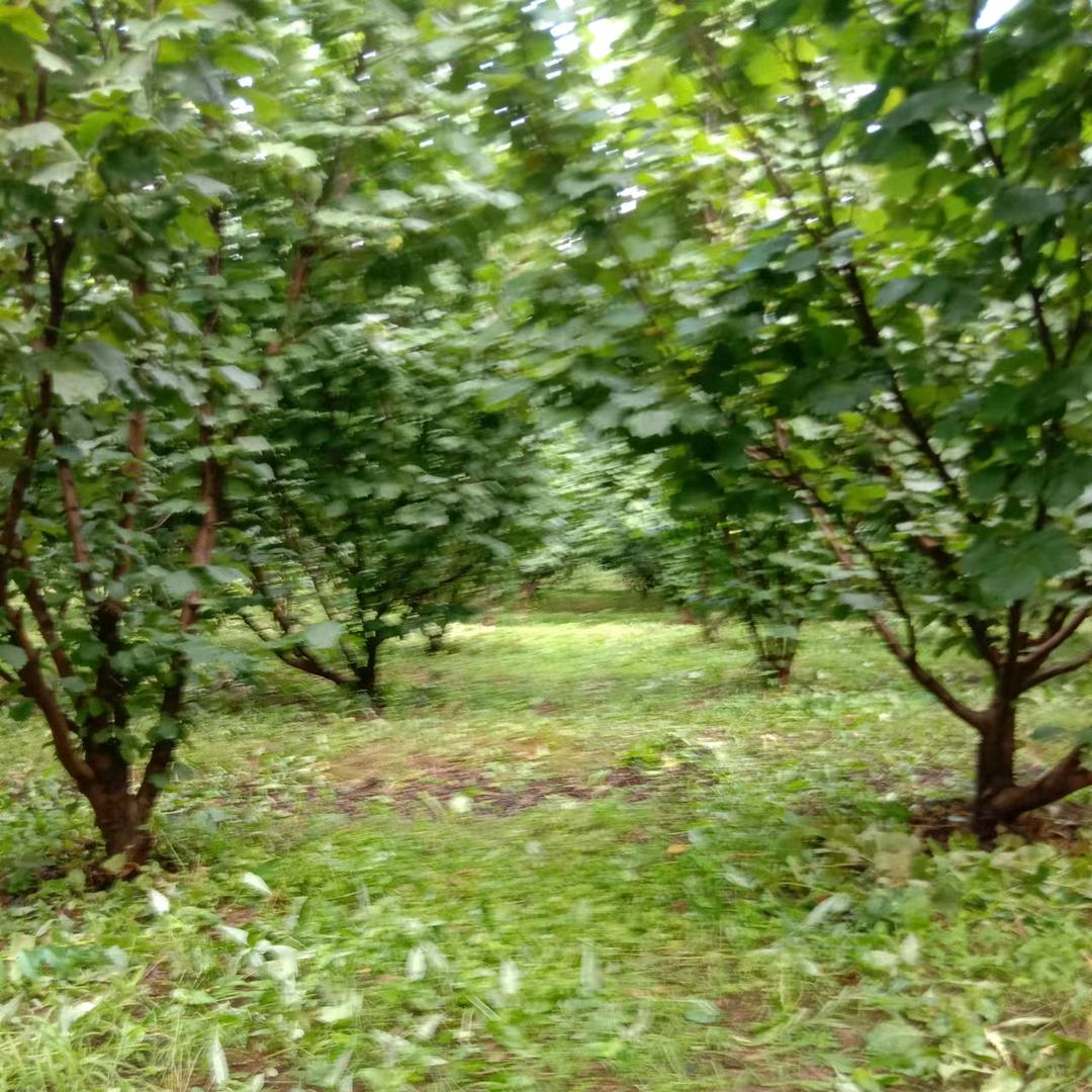 好好的张杰