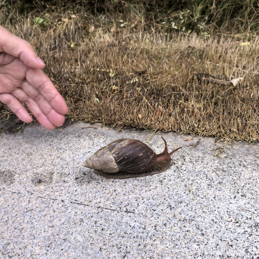 这是一只蜗牛🐌