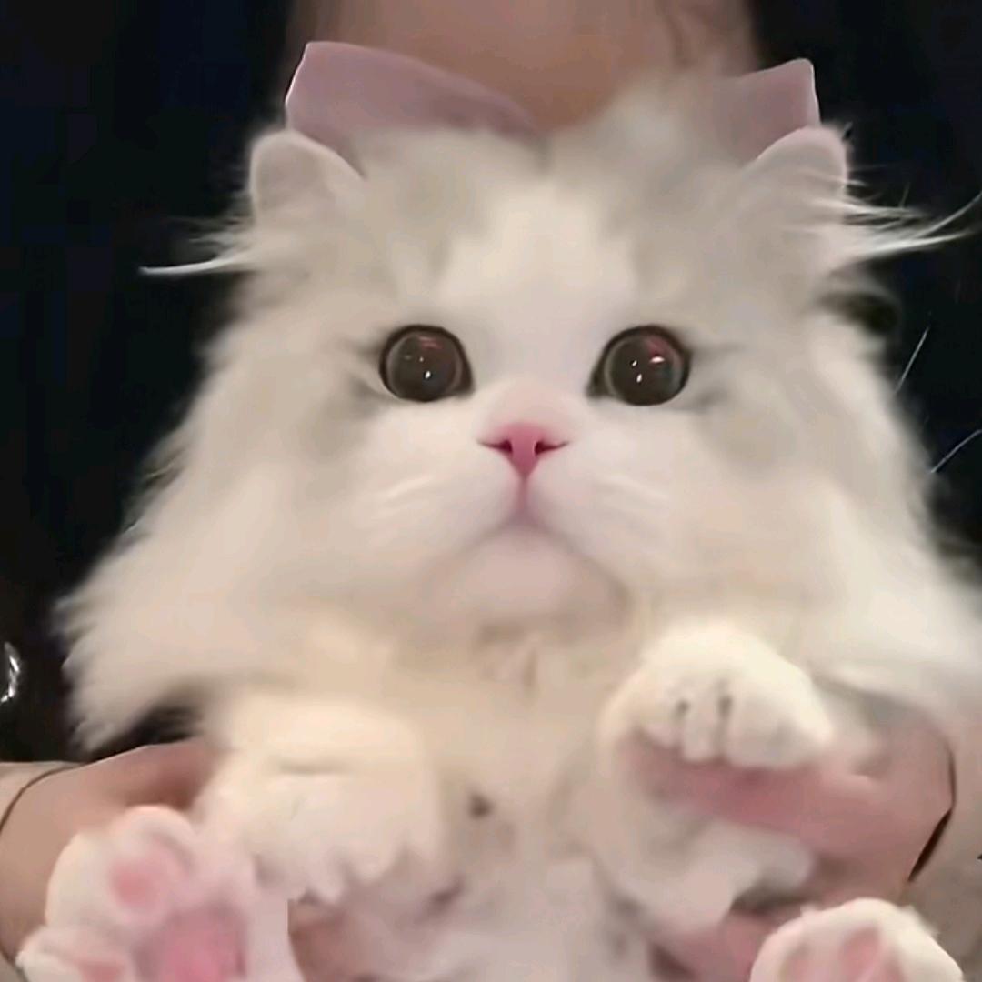 萌猫乐园
