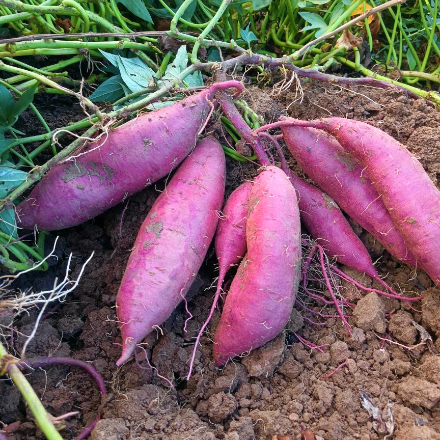 波哥～紫薯🎣🐟你