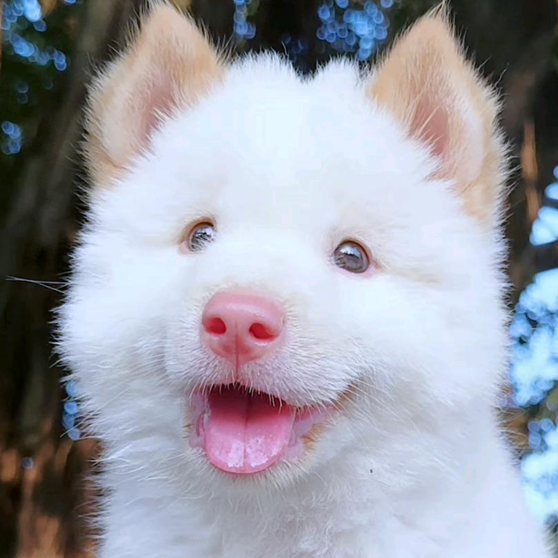 亮哥田园犬白土松