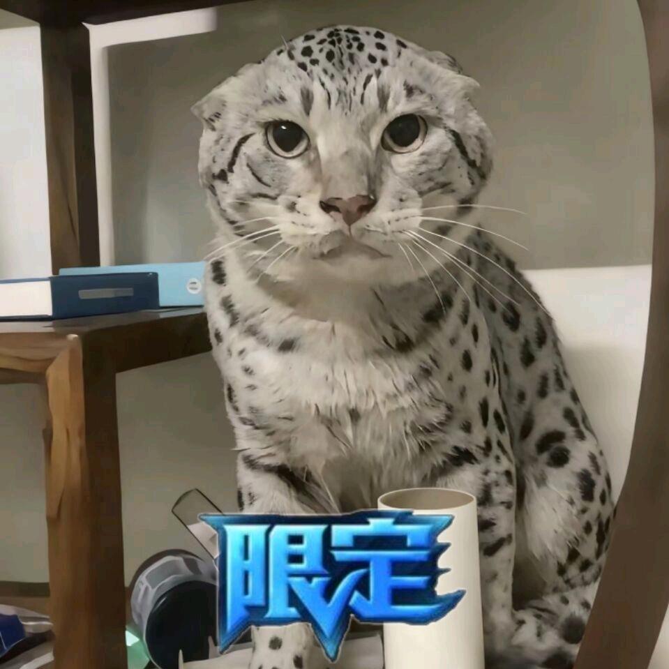 神秘猪哥