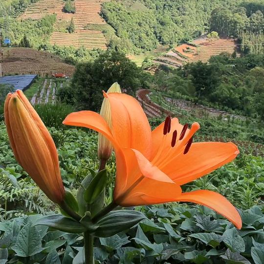 (✯ᴗ袁来是你✯♧)