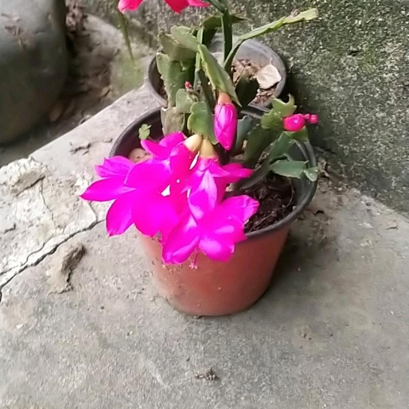 月光下的时候