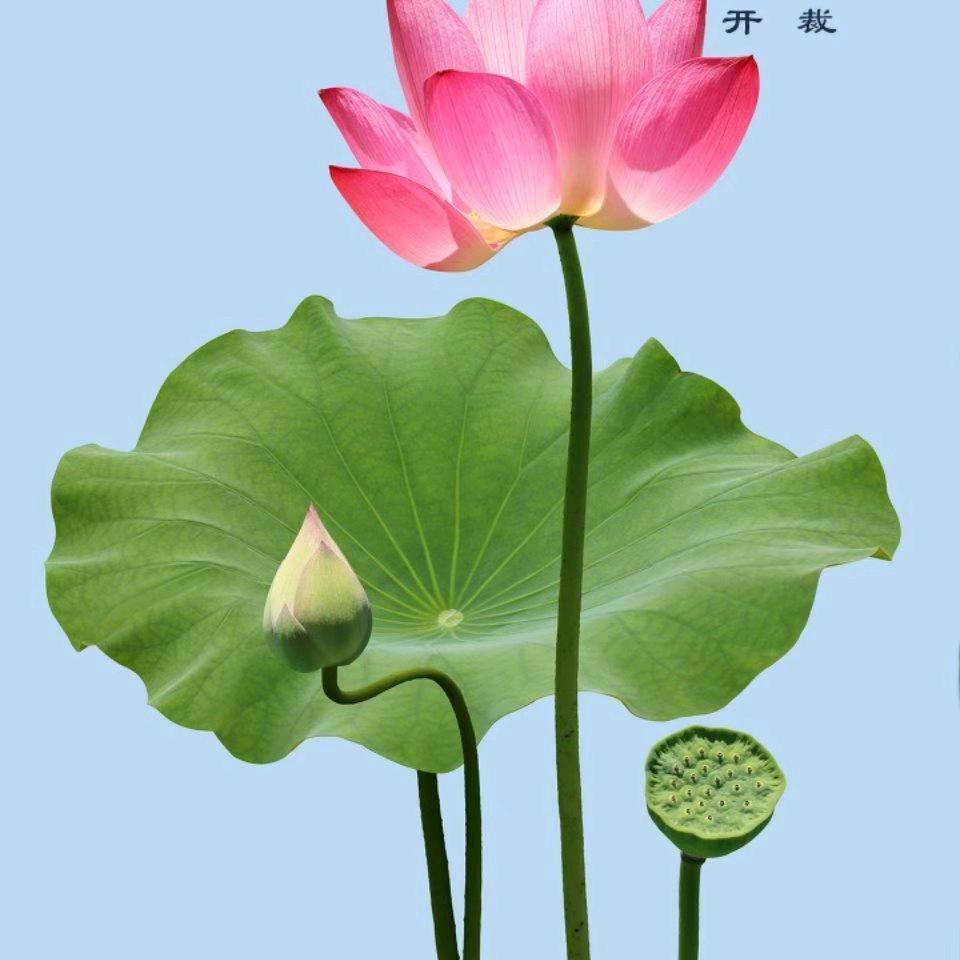 好心情