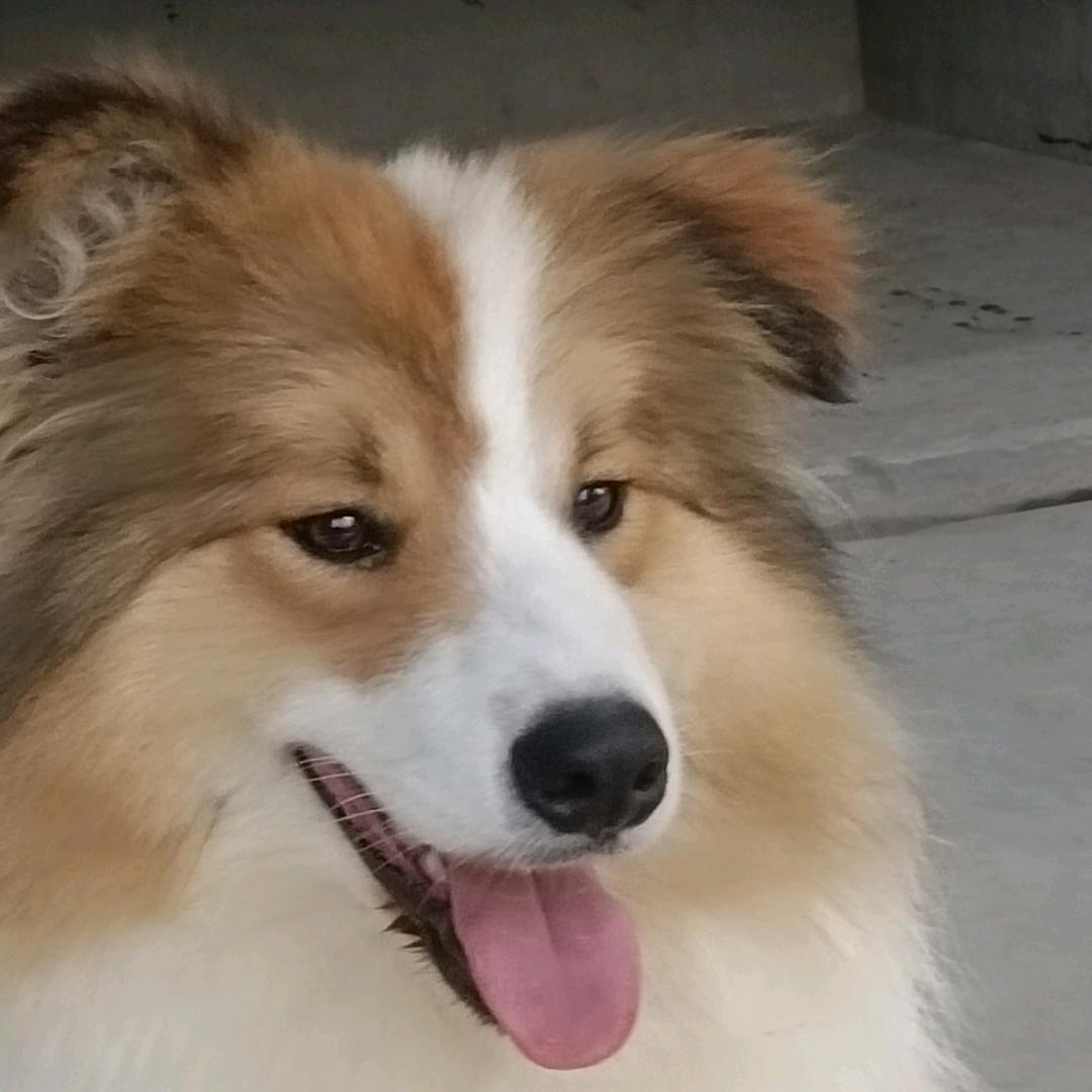 保定市灵犀爱犬舍