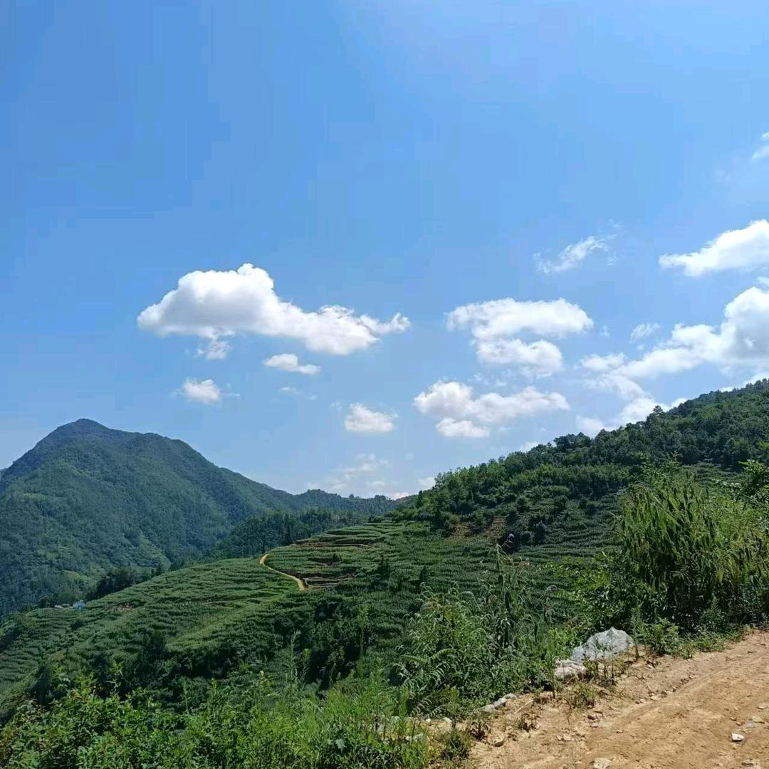 小短腿代购