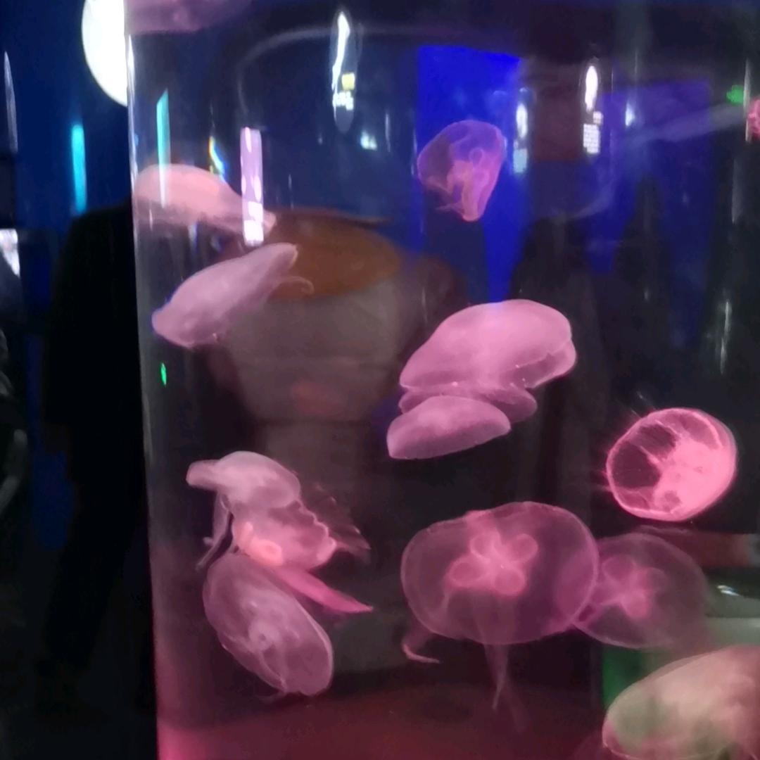 小果果