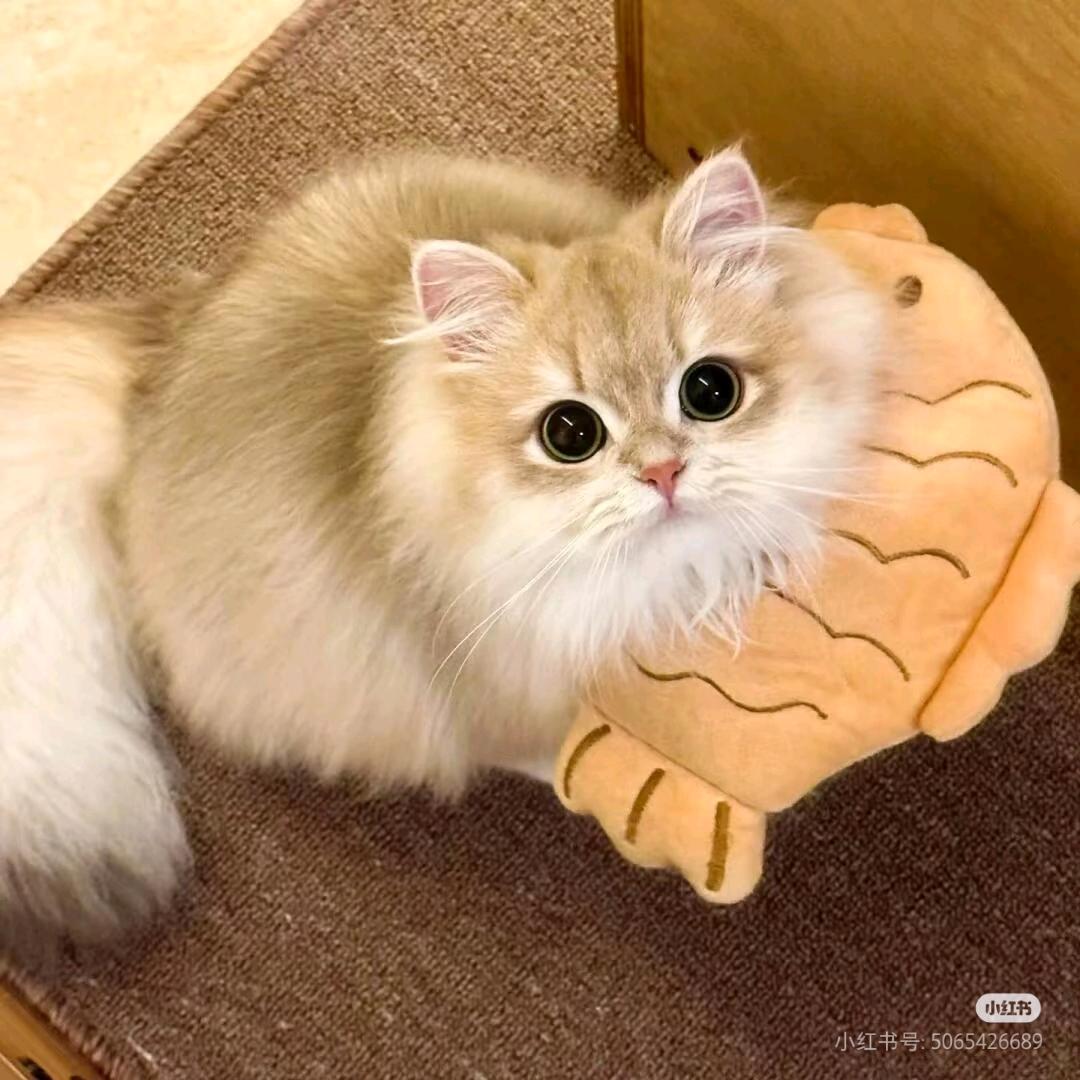 哆咪哆樂（修猫宿舍）