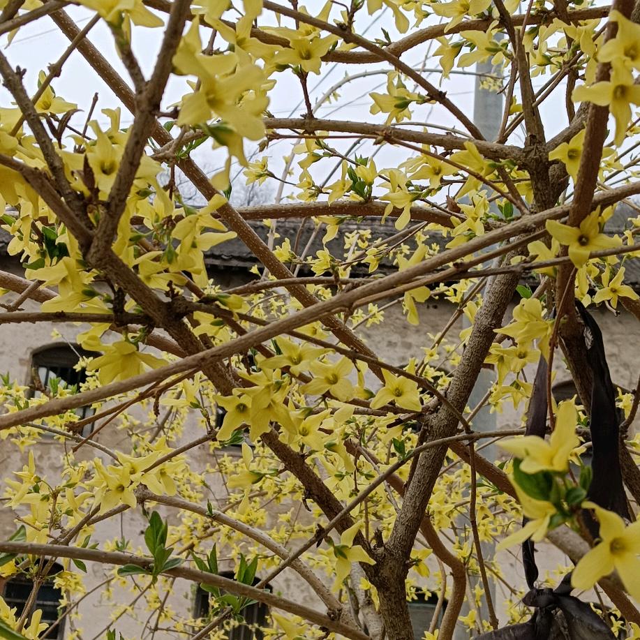 花好月圆