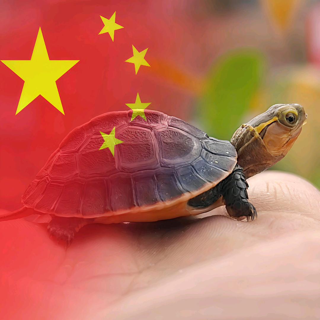 🌈植升龟