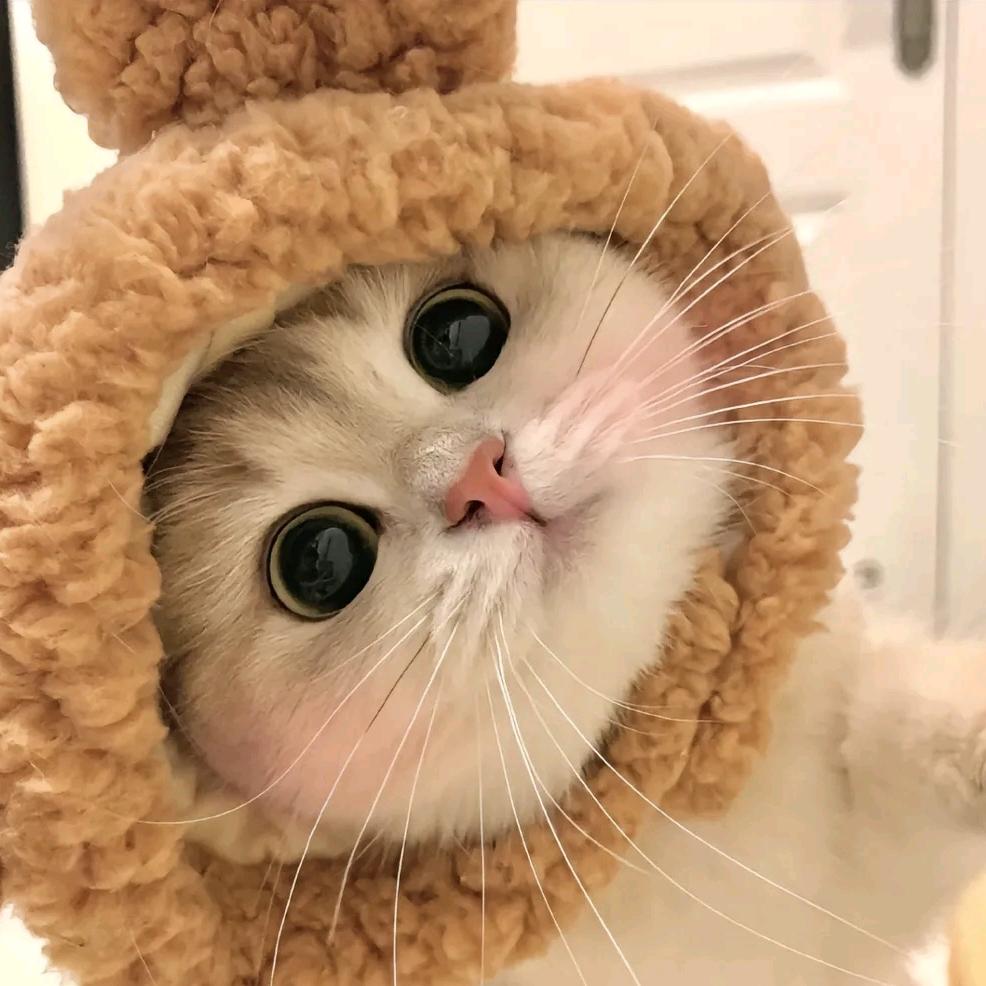 猫小me