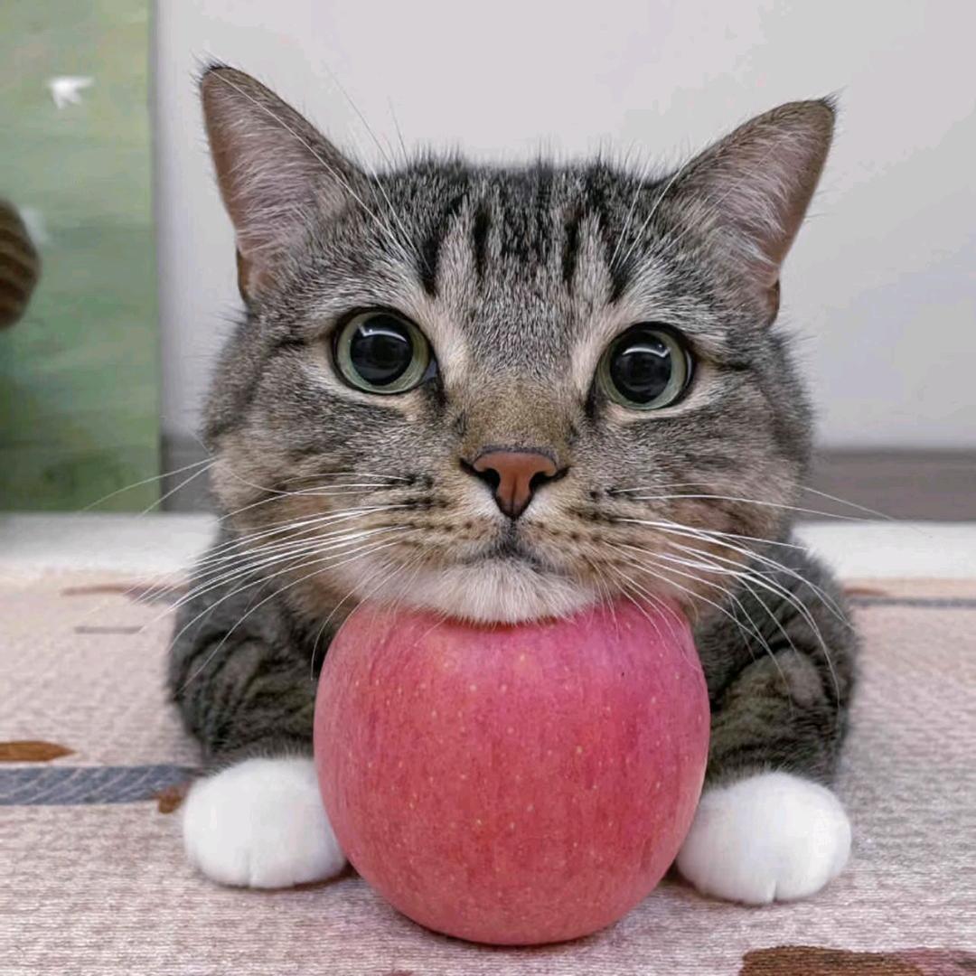 猎猎不倒