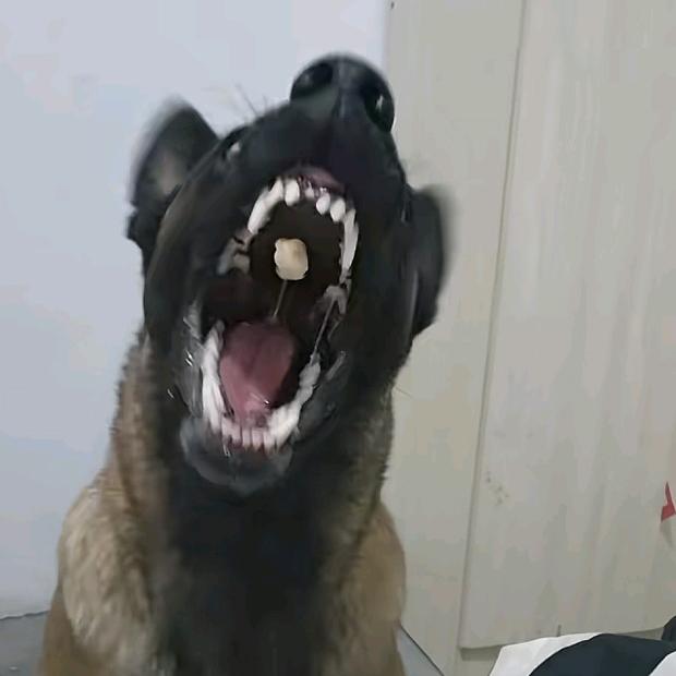 许灵均