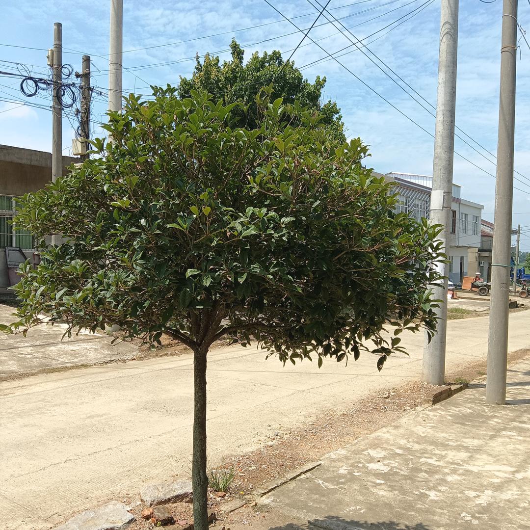 丁老扳
