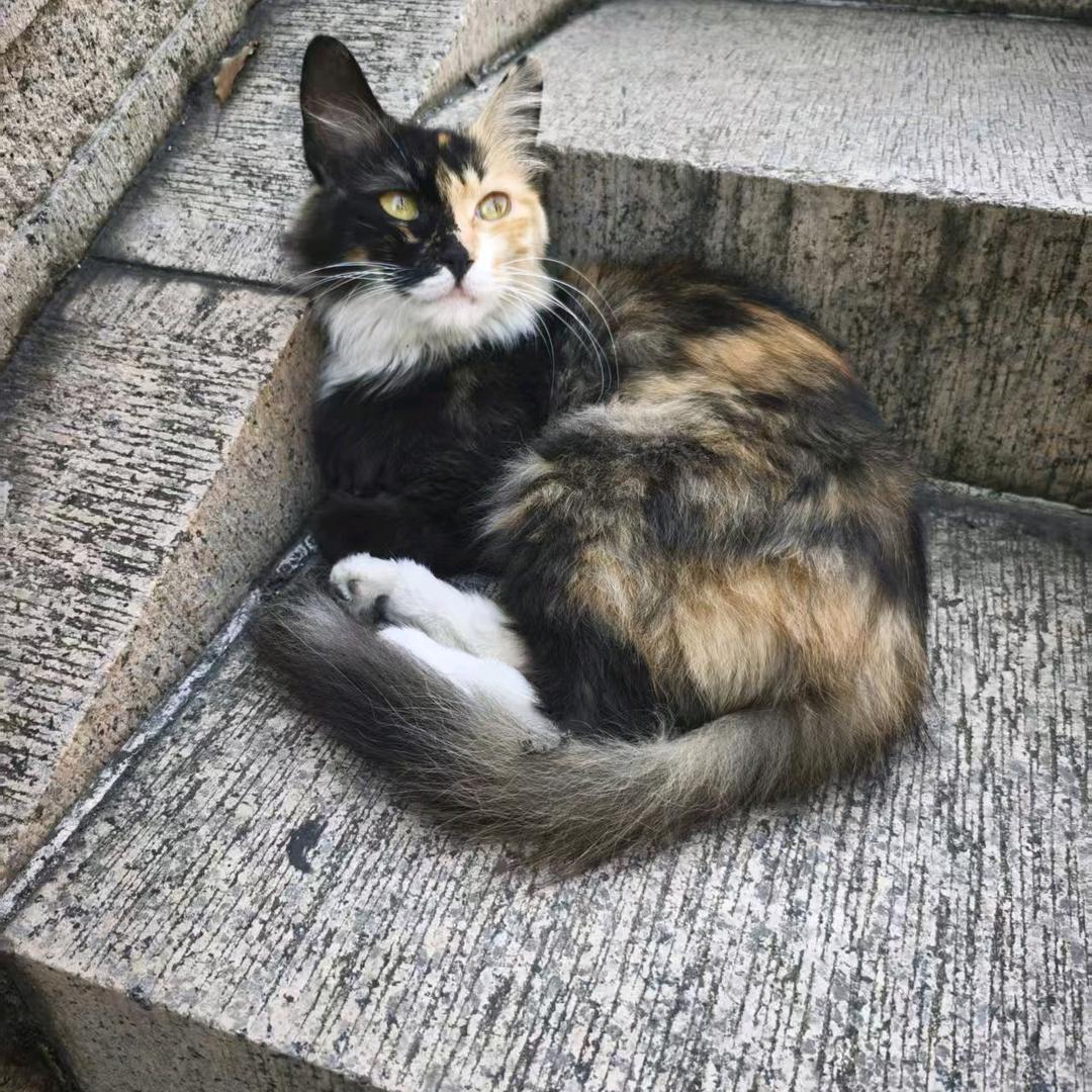 小艾米