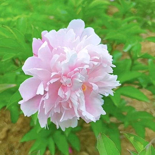 热娜来了