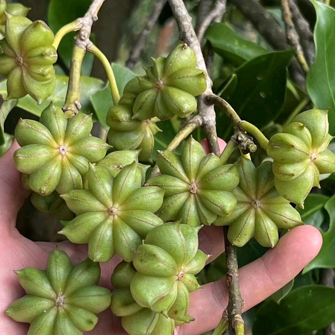 矮化八角嫁接苗（云南果苗圃）