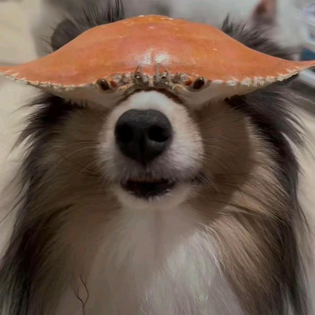 土豆的土