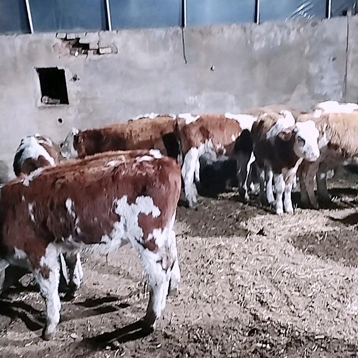 牛羊中介 波哥