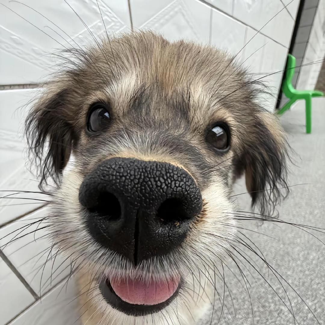 Qoe