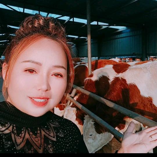 肉牛养殖场 鲁姐