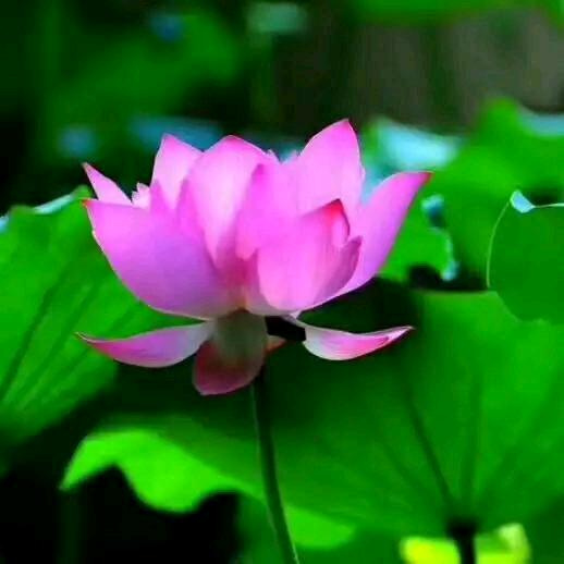 🌹🌹蝴蝶🌹🌹🌹