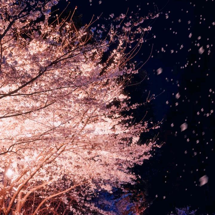 晚风吹