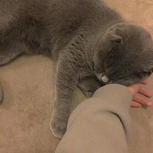 - 猫咪日常杂货铺