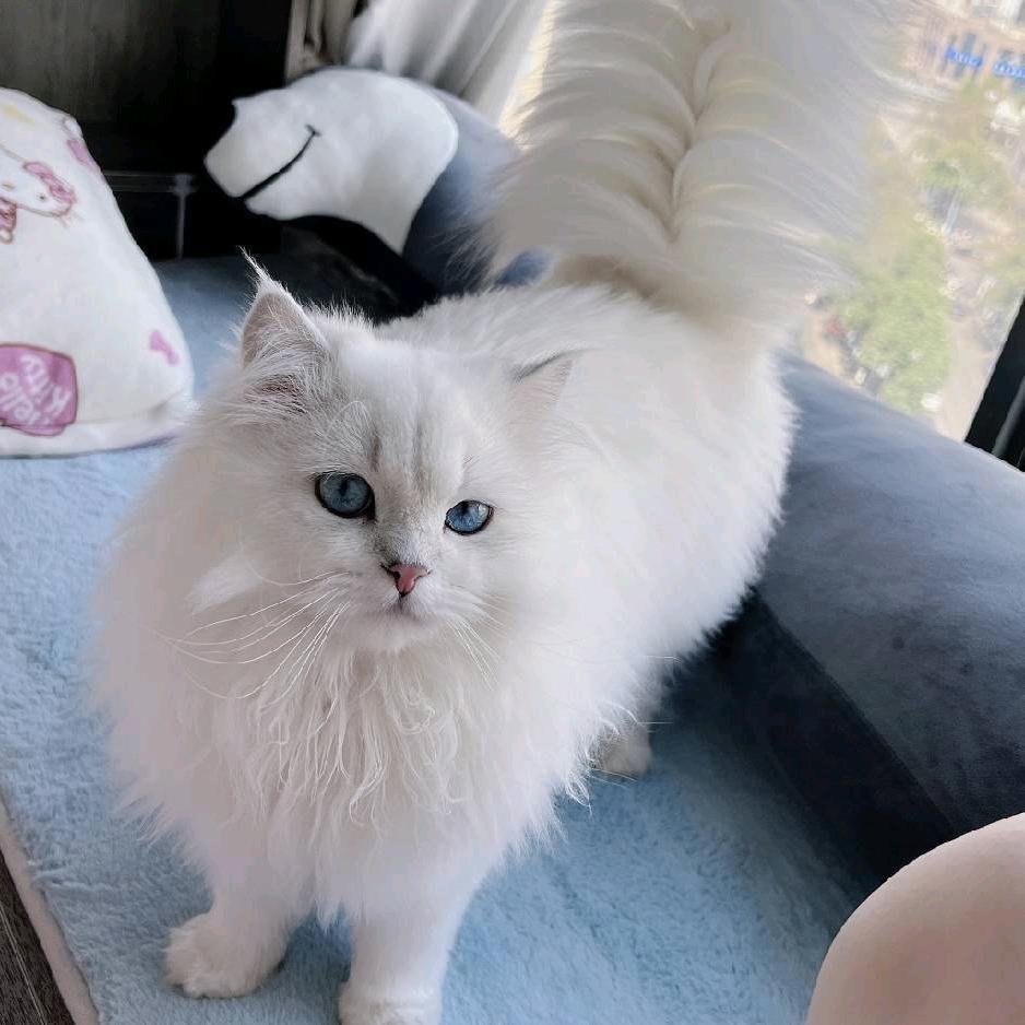 一只小猫咪