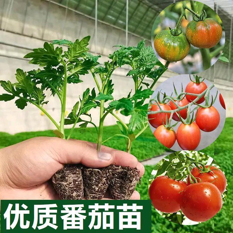 小张蔬菜苗批发
