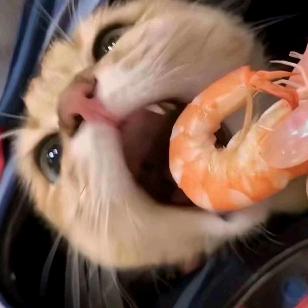 燕麦片