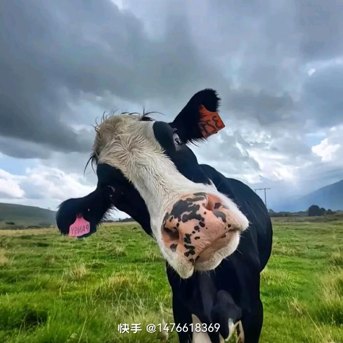 出售 维修  草块机  二手机器寄卖