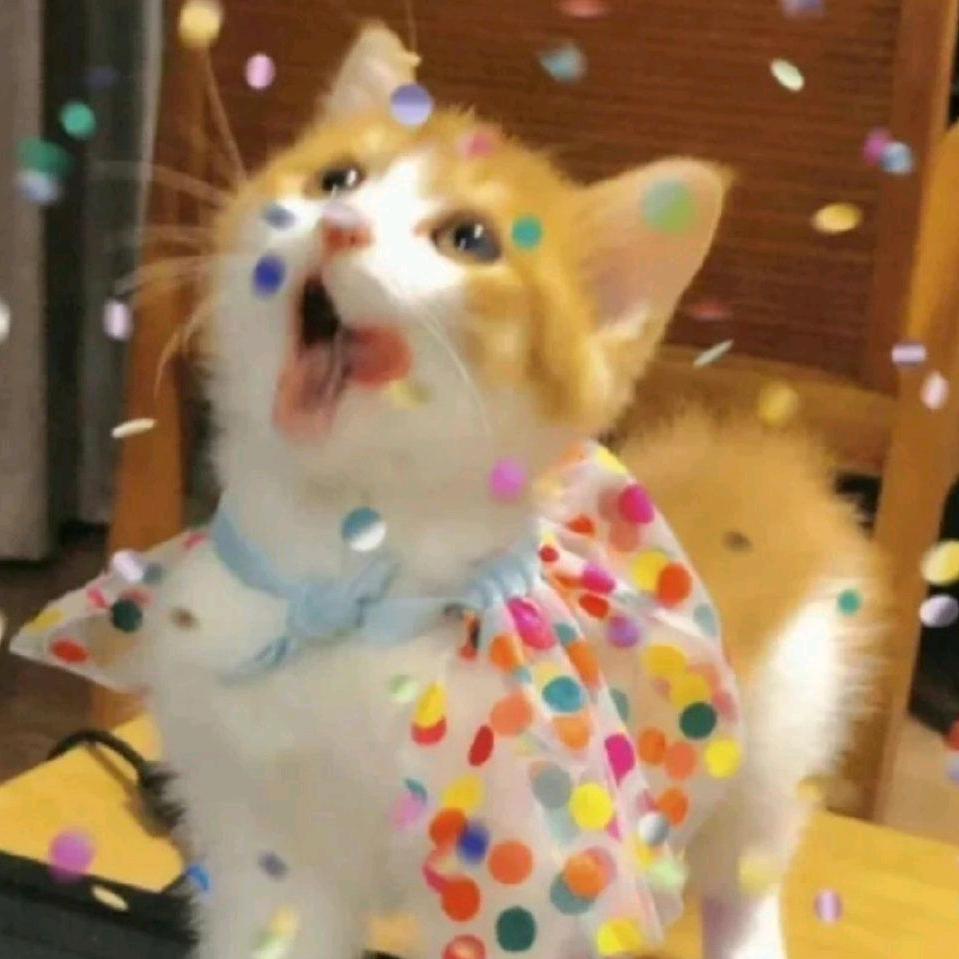 发财是一只小猫