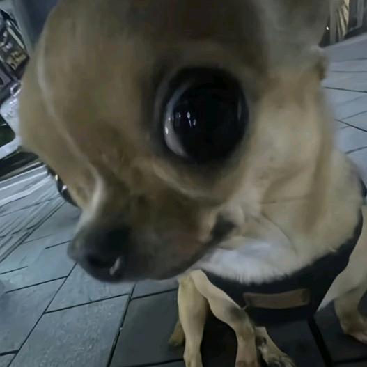 纯情蟑螂火辣辣（微死版）