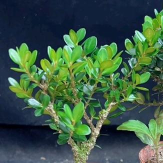 🐉🐉龙皇德厚