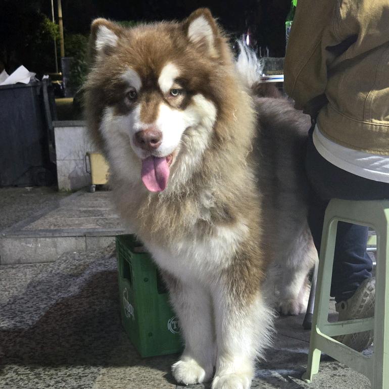 死亡骑士并非死掉了的骑士