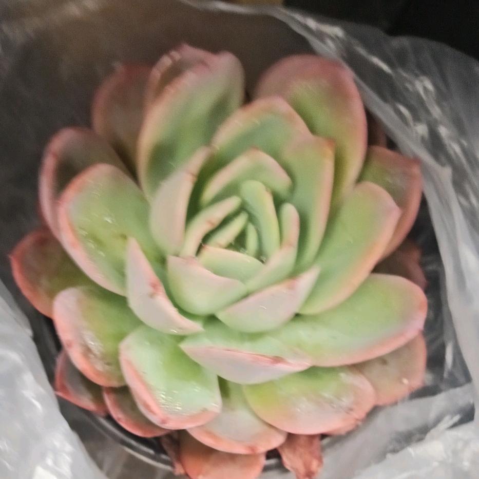 瑞